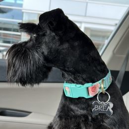 Brea - Miniature Schnauzer