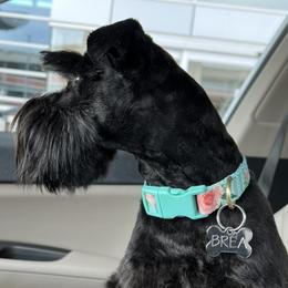 Brea - Miniature Schnauzer
