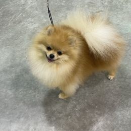 King - Pomeranian