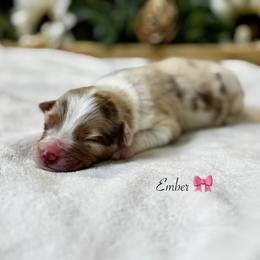 Ember - Red merle female Australian Shepherd puppy in Murrayville, Georgia from Mountain Ridge Aussies