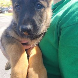 German Shepherd Puppies from Persevere Kennels