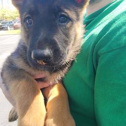 German Shepherd Puppies from Persevere Kennels