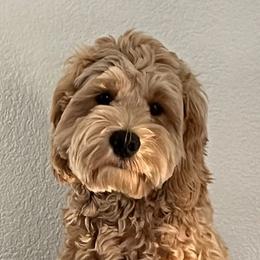 Oliver - Australian Labradoodle