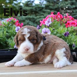 Elvis - Brown and white male Bernedoodle puppy in Heyworth, Illinois from Cobble Creek Puppies
