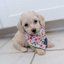 Tiny Candy cream silky wire - Cream female Dachshund puppy in Richmond, Virginia from Irresistible Dachshunds & Cavaliers