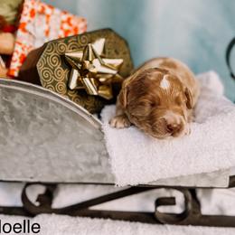 Noelle - Apricot female Goldendoodle puppy in Lakeland, Florida from Rolling Oak Doodles