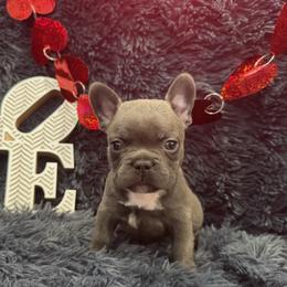 French Bulldog Puppies from The Frenchie Lady Co.