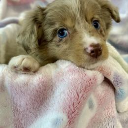 Hailey - Red merle female Miniature Australian Shepherd puppy in Mount Airy, Georgia from North Georgia Gems