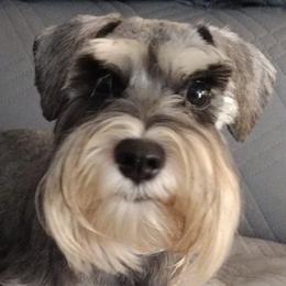 Miniature Schnauzers from Kim Stockstill