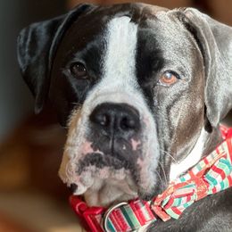Skylar - Boxer