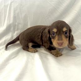 Lime Green - Chocolate and cream male Dachshund puppy in Silver Springs, Florida from DeMarsh's Dachshunds