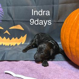 Indra - Black female Poodle puppy in Grand Rapids, Michigan from Lionkru Lowchen and Standard Poodles