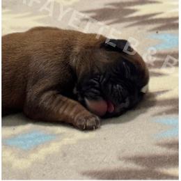 Rubble - Fawn male Boxer puppy in Moore, South Carolina from Lafayette Bulldogs & Boxers