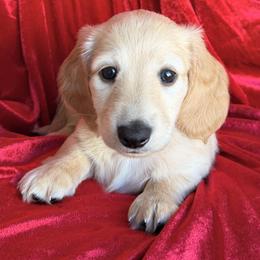 Leo - Cream male Dachshund puppy in Tucson, Arizona from Crowned Doxies