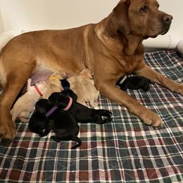 Lucy - Labrador Retriever