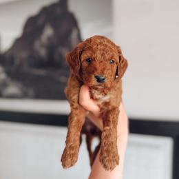 Bean - Red  female Goldendoodle puppy in Billings, Montana from Montana Raised Doodles