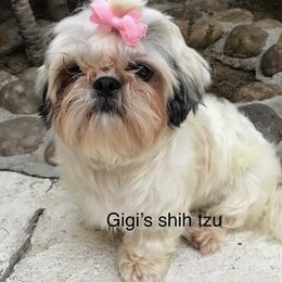 Shih Tzus from Gigi’s Shih tzu