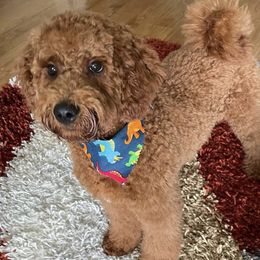 Cavapoo, Goldendoodle, and Poodle All Grown Up from Dlm_doodles