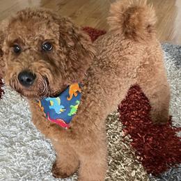 Cavapoo, Goldendoodle, and Poodle All Grown Up from Dlm_doodles