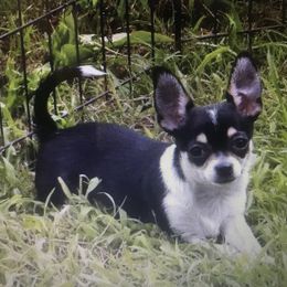 Mandy - Chihuahua