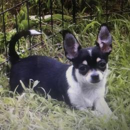 Mandy - Chihuahua