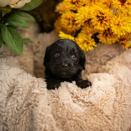 Linguine - Black male Cavapoo puppy in Norman, Oklahoma from Curly Q Cavapoos