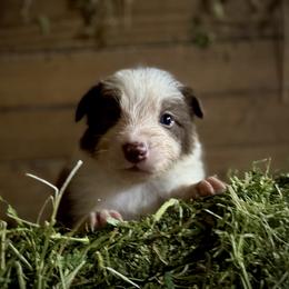 Male 6 - Red male Border Collie puppy in Oxford, Florida from RSR Border Collies