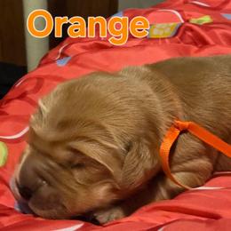 Orange - Golden female Golden Retriever puppy in Taylor Ridge, Illinois from Salata Goldens