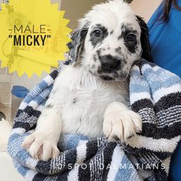 Micky- yellow - White and black male Dalmatian puppy in Hiawatha, Iowa from 10 Spot Dalmatians