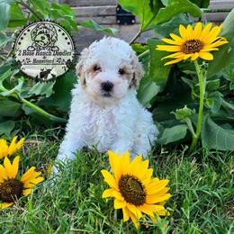 Cotton - Yellow and white male Bernedoodle puppy in Graham, Texas from 2 Rose Ranch Doodles