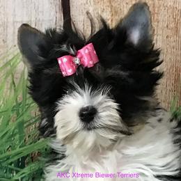 Girl 1 - Biewer Terrier puppy from AKC Xtreme Biewer Terriers...