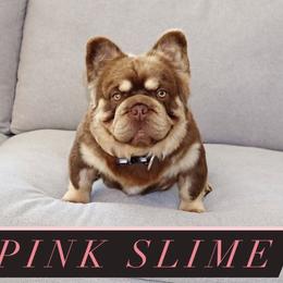 Slime - French Bulldog