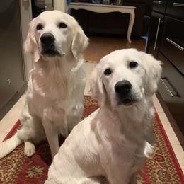 Golden Retrievers from English Acres English Golden Retrievers