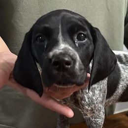 German Shorthaired Pointers from Kylie Farrior