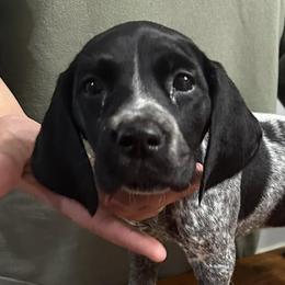 German Shorthaired Pointers from Kylie Farrior