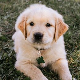 Skywalker - Golden male Golden Retriever puppy in Mason, Michigan from Sweet Breeze Acres