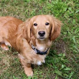 Tiller James - Dachshund