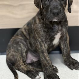 Kovu - Brindle male Great Dane puppy in Scottsburg, Virginia from Virginia Great Danes