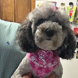 Bella - Bernedoodle