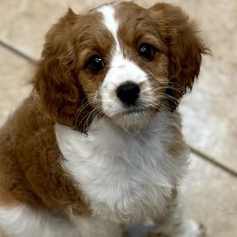Australian Labradoodles, Bernedoodles, Cavapoos, and Poodles from Walk with Me Doodles