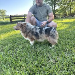Huckleberry - Blue merle and white male American Corgi puppy in Mississippi from Copper Creek Kennels
