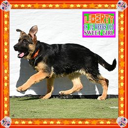 LIBERTY - Black and tan female German Shepherd puppy in Murrieta, California from Diamond Oaks German Shepherds