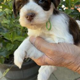Dewey - Parti male Miniature Schnauzer puppy in Sylvania, Georgia from Southern Sky Miniature Schnauzers