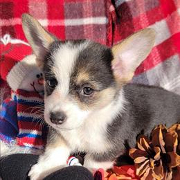 Tie-dye Bandana Girl - Black and tan female Pembroke Welsh Corgi puppy in Cherokee, Oklahoma from MCS Farms-OK