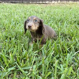 Dachshund Puppies from Life With Mini Paws