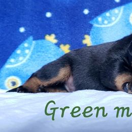 Rottweiler Puppies from Von Hunter Rottweilers