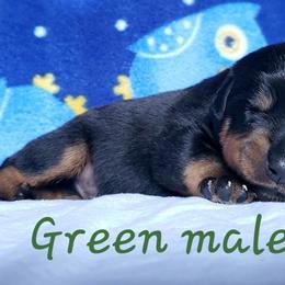 Rottweiler Puppies from Von Hunter Rottweilers