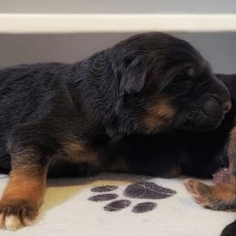 Boy 4 - male German Shepherd puppy in Charlotte, North Carolina from Zuflucht K9s