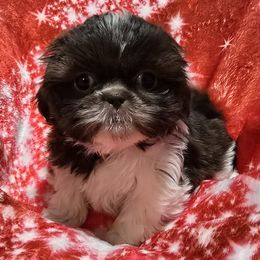 Chocolate and White Girl - Chocolate female Shih Tzu puppy in Oakville, Washington from Garrard Creek Shih Tzus