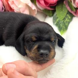 Kiro - Black and tan male Dachshund puppy in Exeter, California from Sawtooth Miniature Dachshunds